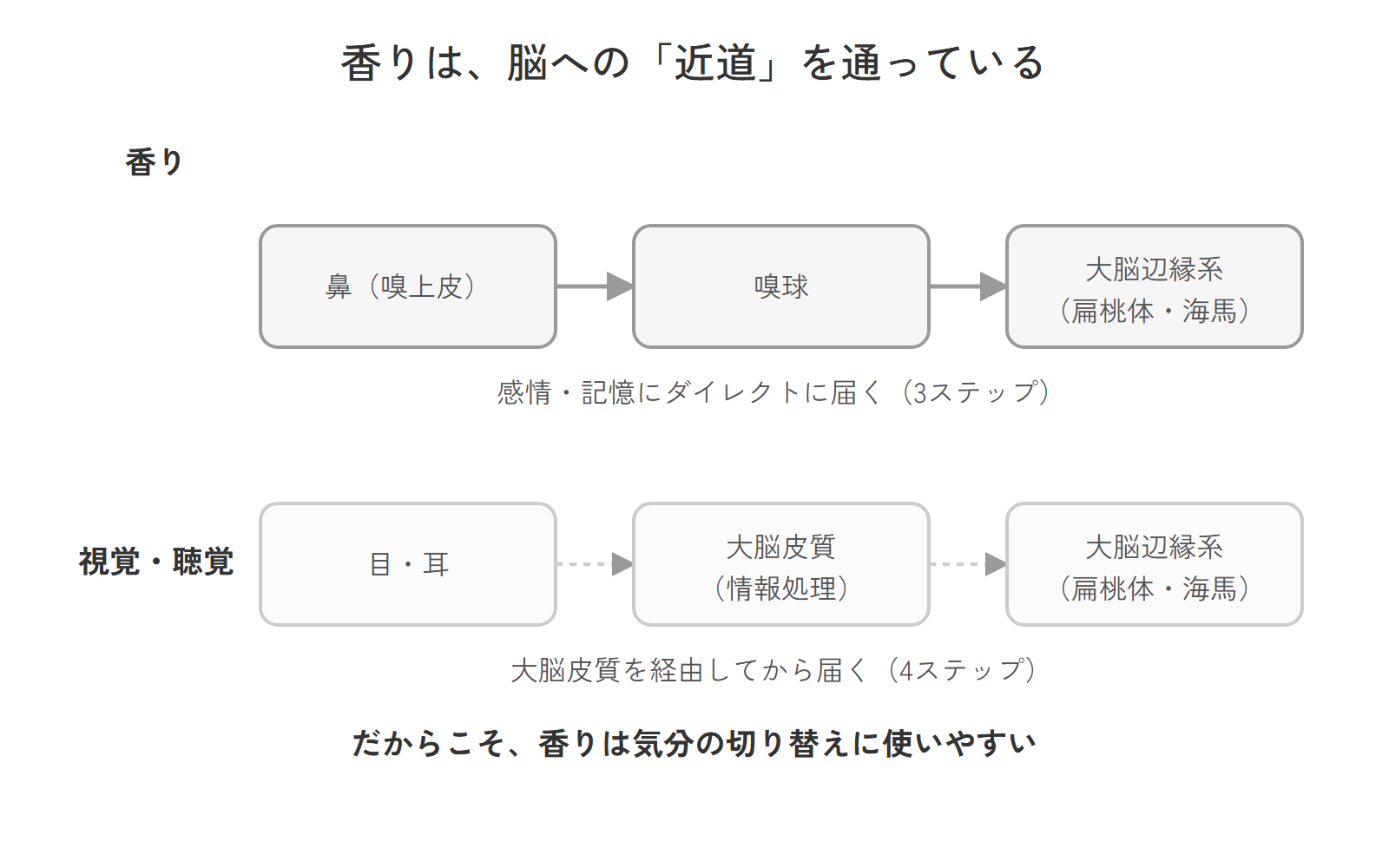 香りが嗅覚経路を通じて大脳辺縁系に直接届く仕組みを示す比較図